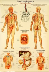 Poster Lymphesysteem