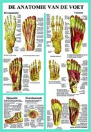 Poster Anatomie van de Voet