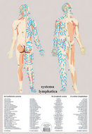 Poster Het Lymfatische systeem