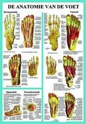 Poster-Anatomie-van-de-Voet