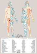 Poster-Het-Lymfatische-systeem